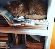 Коты, которые идеально вписались в интерьер - «Статьи о недвижимости»