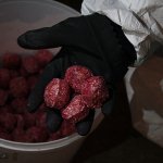 Уничтожение мышей и крыс в Симферополе и по Крыму ( дератизация ). - «Услуги»