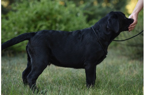 Black labradors with huge penis