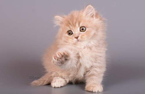 Продам британских котят Симферополь № 1762621 - «Животные»