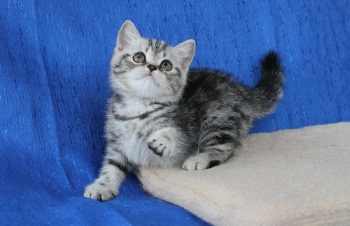 Продам шотландско-британских котят Симферополь № 1694303 - «Животные»