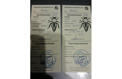 Пчелы, пчеломатки Карника, Бакфаст Симферополь № 1429024 - «Для дома и дачи»