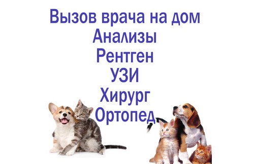 ​Клиника «ВетMAX» в Бахчисарае – профессиональная помощь домашним животным - «Животные»